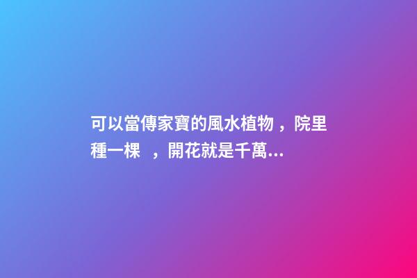可以當傳家寶的風水植物，院里種一棵，開花就是千萬朵，紫氣東來